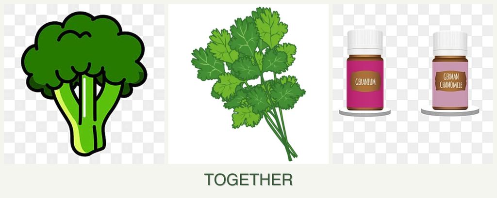 Can you plant broccoli, cilantro and geraniums together?