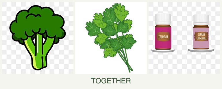 Can you plant broccoli, cilantro and geraniums together?