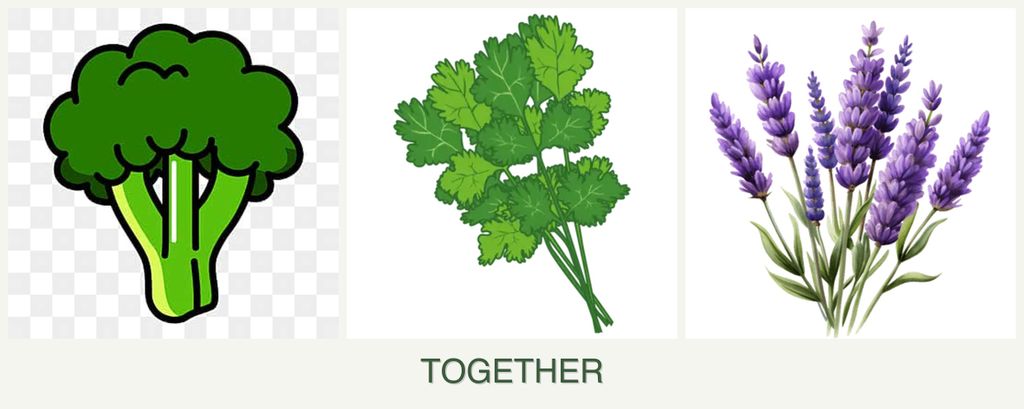 Can you plant broccoli, cilantro and lavender together?