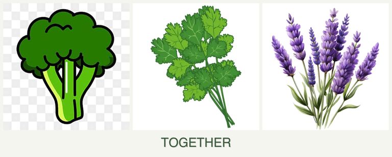 Can you plant broccoli, cilantro and lavender together?