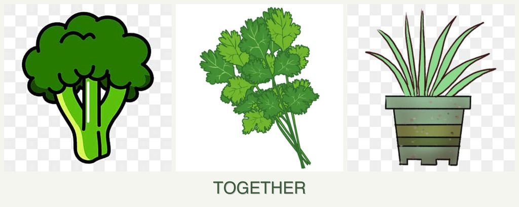 Can you plant broccoli, cilantro and lemongrass together?
