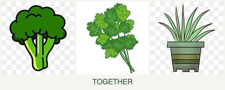 Can you plant broccoli, cilantro and lemongrass together?