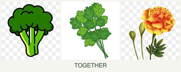 Can you plant broccoli, cilantro and marigolds together?