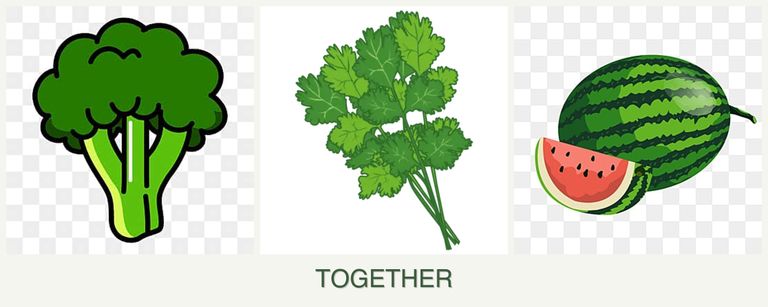 Can you plant broccoli, cilantro and melons together?