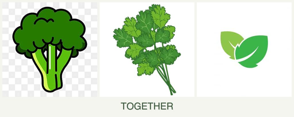 Can you plant broccoli, cilantro and mint together?