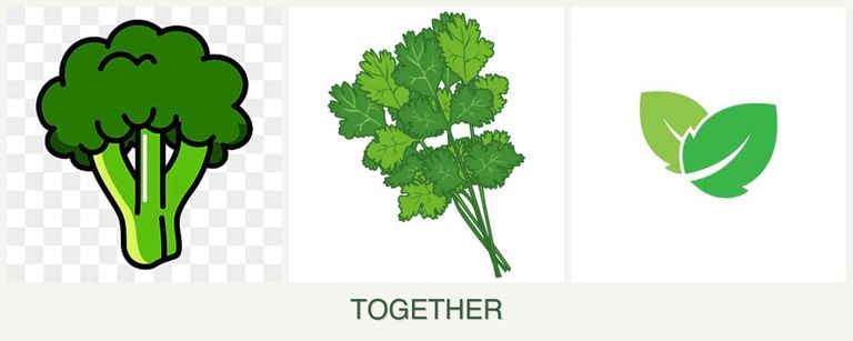 Can you plant broccoli, cilantro and mint together?