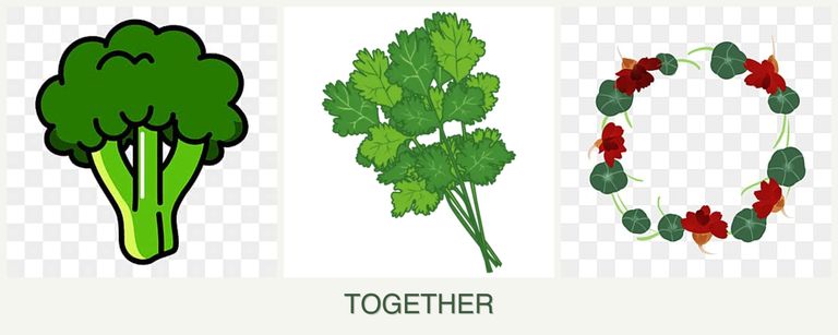 Can you plant broccoli, cilantro and nasturtiums together?