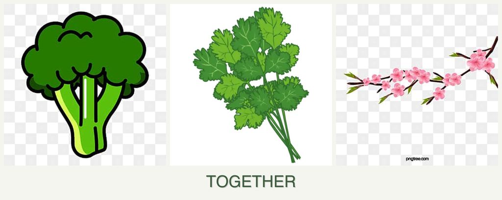 Can you plant broccoli, cilantro and peaches together?