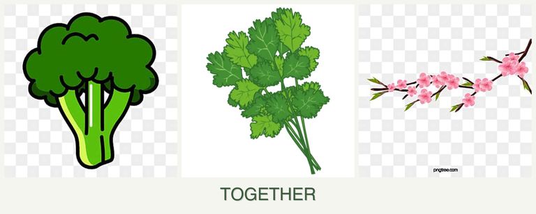 Can you plant broccoli, cilantro and peaches together?