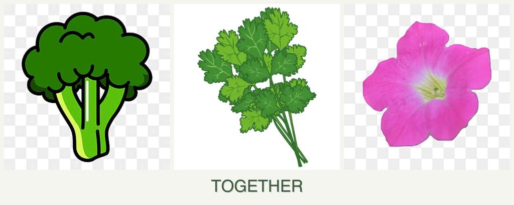 Can you plant broccoli, cilantro and petunias together?