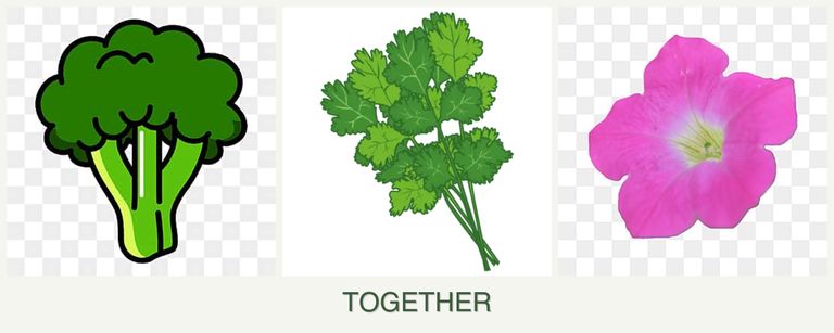 Can you plant broccoli, cilantro and petunias together?