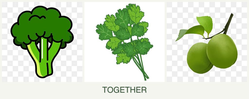 Can you plant broccoli, cilantro and plums together?