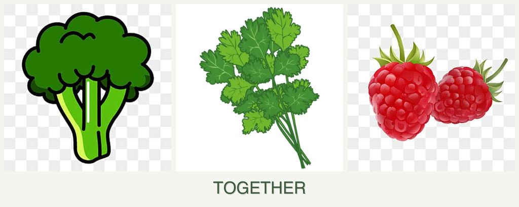 Can you plant broccoli, cilantro and raspberries together?