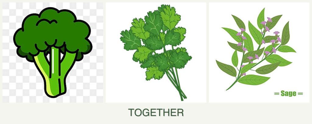 Can you plant broccoli, cilantro and sage together?