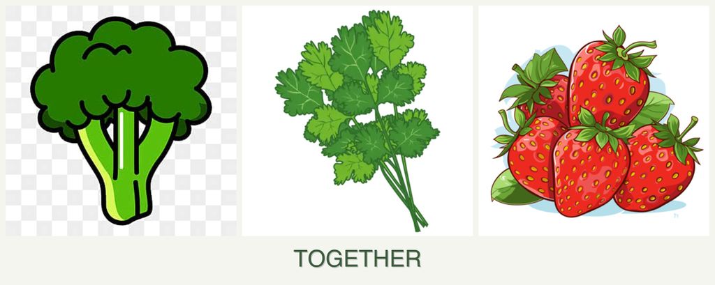 Can you plant broccoli, cilantro and strawberries together?