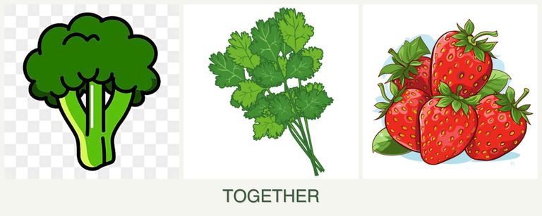 Can you plant broccoli, cilantro and strawberries together?