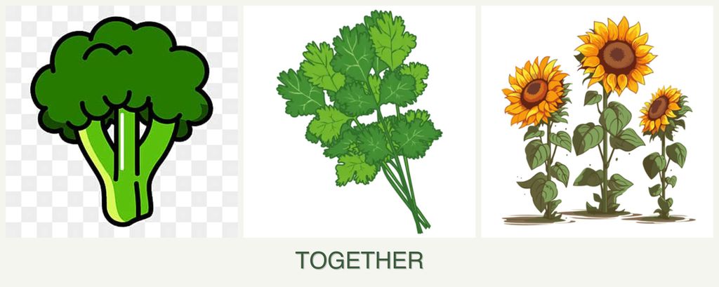 Can you plant broccoli, cilantro and sunflowers together?