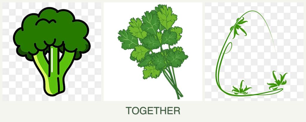 Can you plant broccoli, cilantro and tarragon together?