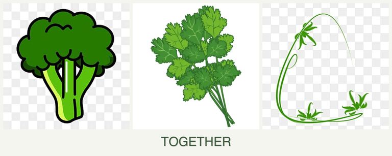 Can you plant broccoli, cilantro and tarragon together?