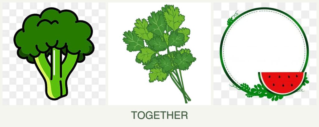 Can you plant broccoli, cilantro and watermelons together?