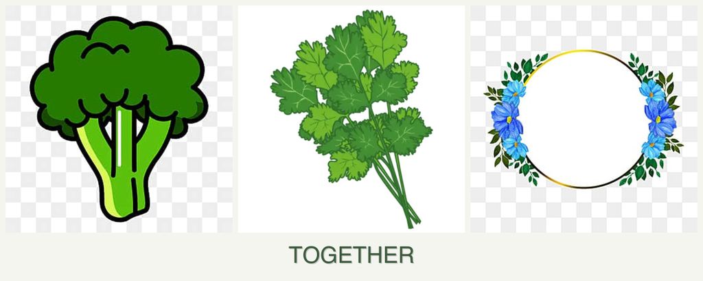 Can you plant broccoli, cilantro and zinnias together?