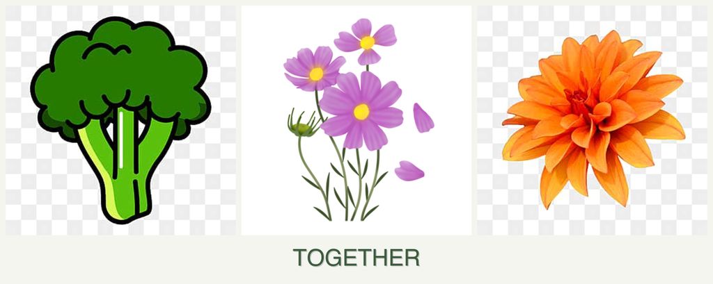 Can you plant broccoli, cosmos and dahlias together?