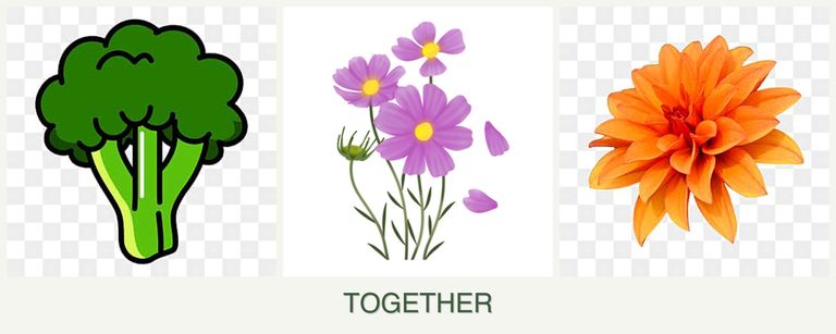 Can you plant broccoli, cosmos and dahlias together?