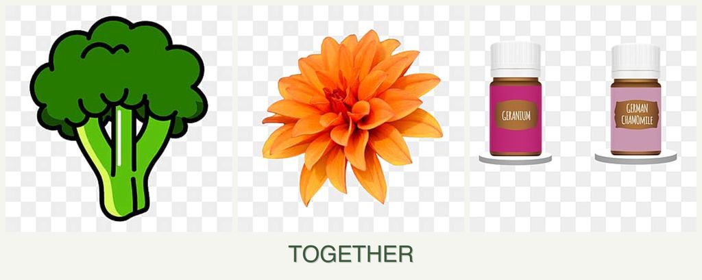 Can you plant broccoli, dahlias and geraniums together?