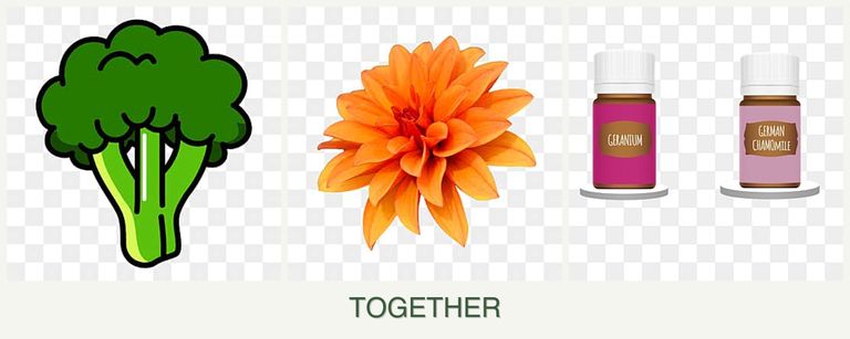 Can you plant broccoli, dahlias and geraniums together?