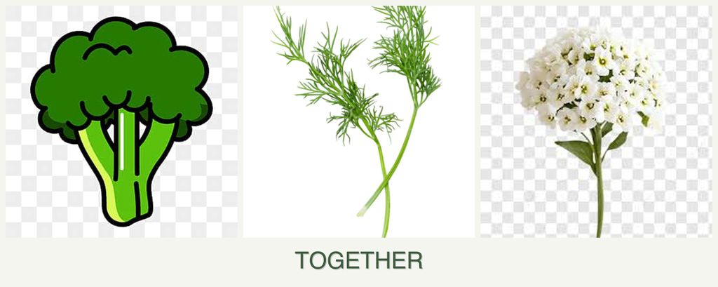 Can you plant broccoli, dill and alyssum together?
