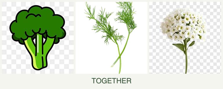 Can you plant broccoli, dill and alyssum together?