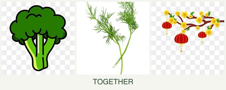 Can you plant broccoli, dill and apricots together?