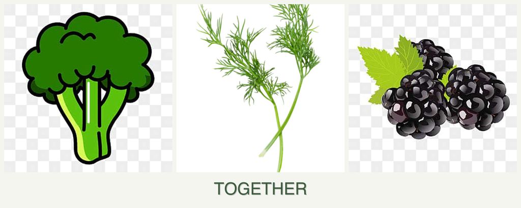 Can you plant broccoli, dill and blackberries together?