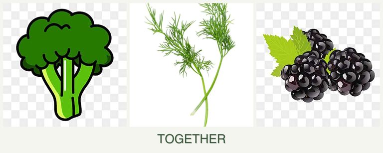 Can you plant broccoli, dill and blackberries together?