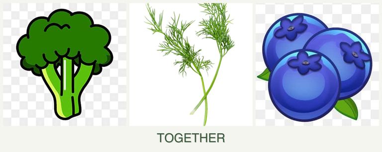 Can you plant broccoli, dill and blueberries together?