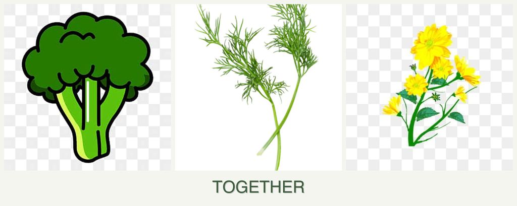 Can you plant broccoli, dill and calendula together?