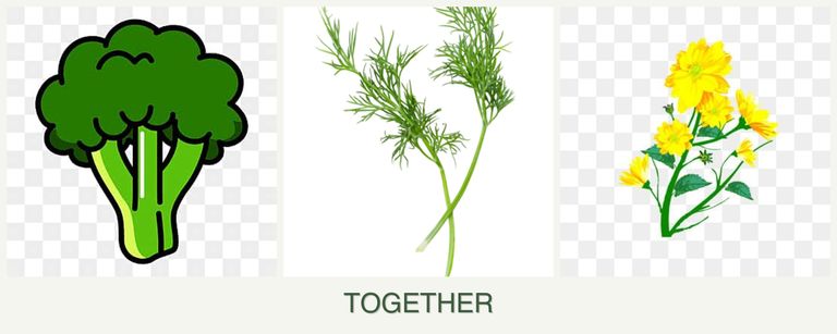 Can you plant broccoli, dill and calendula together?