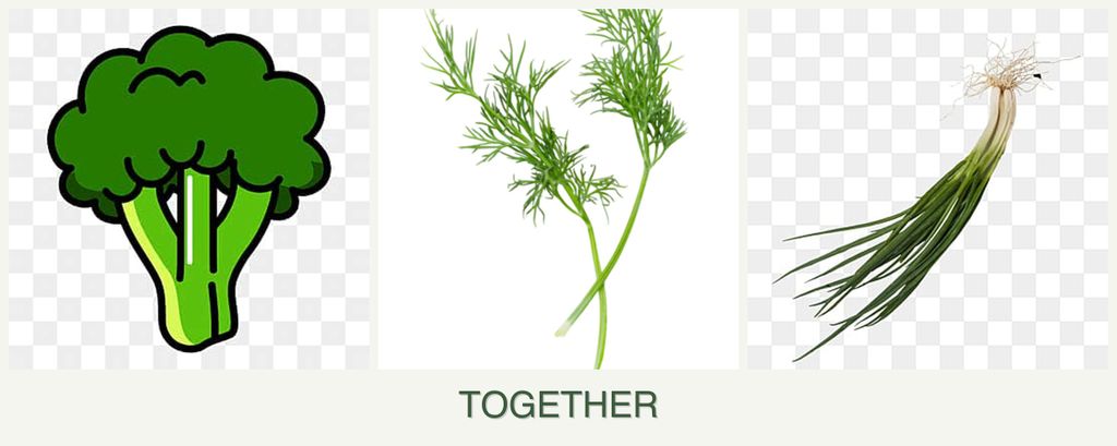 Can you plant broccoli, dill and chives together?