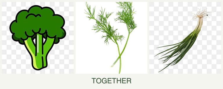 Can you plant broccoli, dill and chives together?