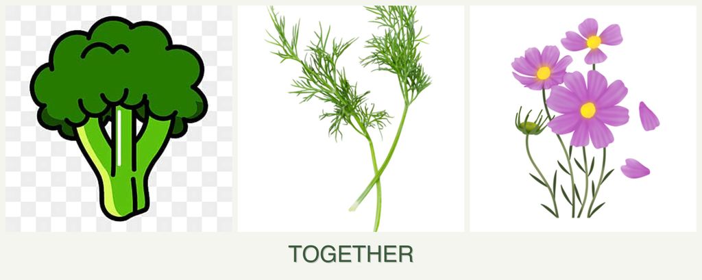 Can you plant broccoli, dill and cosmos together?