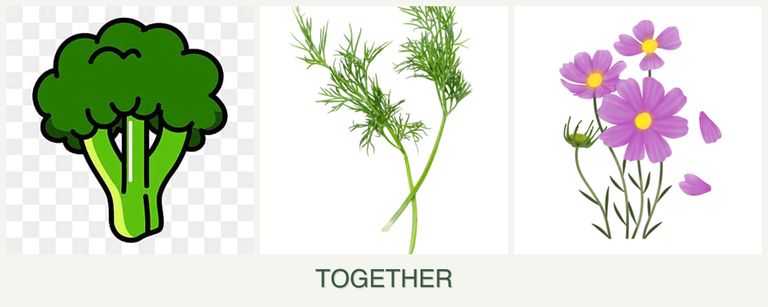 Can you plant broccoli, dill and cosmos together?