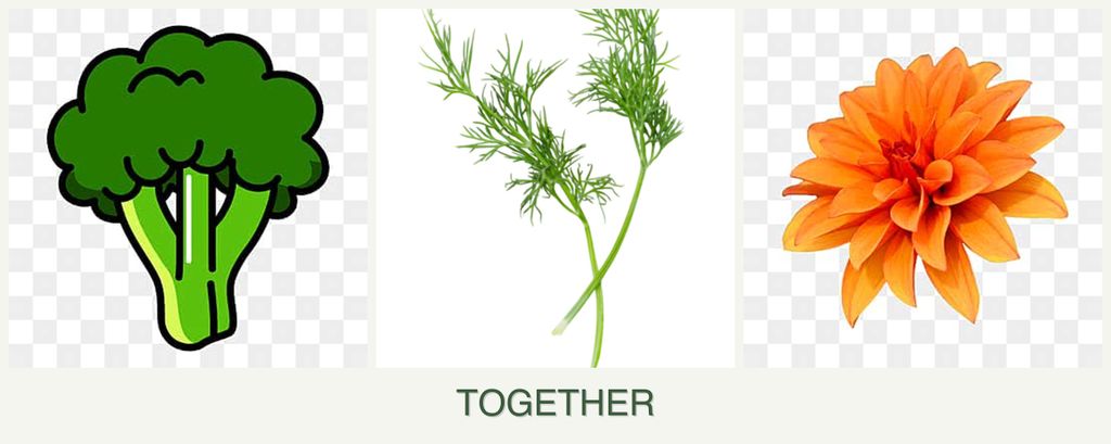 Can you plant broccoli, dill and dahlias together?