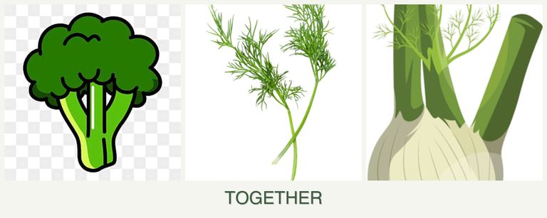Can you plant broccoli, dill and fennel together?