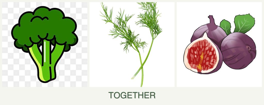 Can you plant broccoli, dill and figs together?