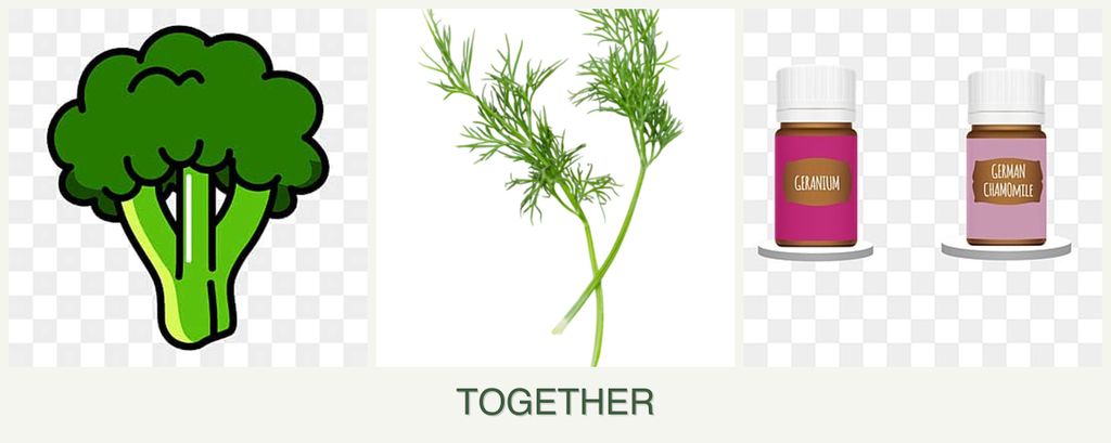 Can you plant broccoli, dill and geraniums together?