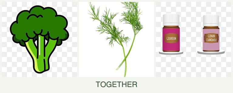Can you plant broccoli, dill and geraniums together?