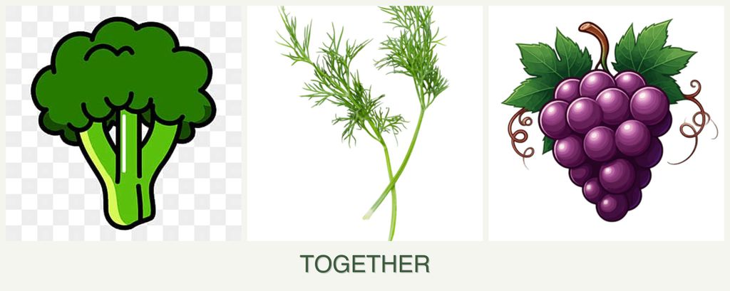 Can you plant broccoli, dill and grapes together?