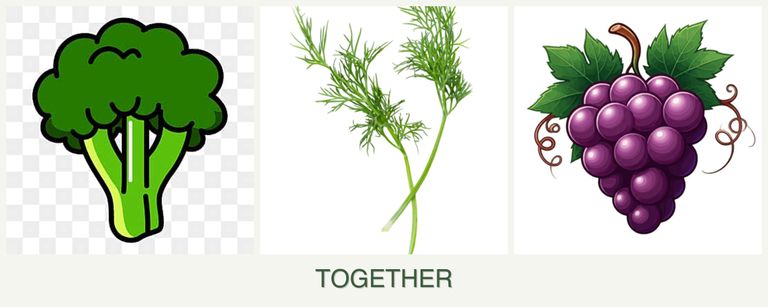 Can you plant broccoli, dill and grapes together?