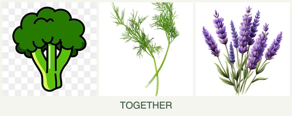 Can you plant broccoli, dill and lavender together?