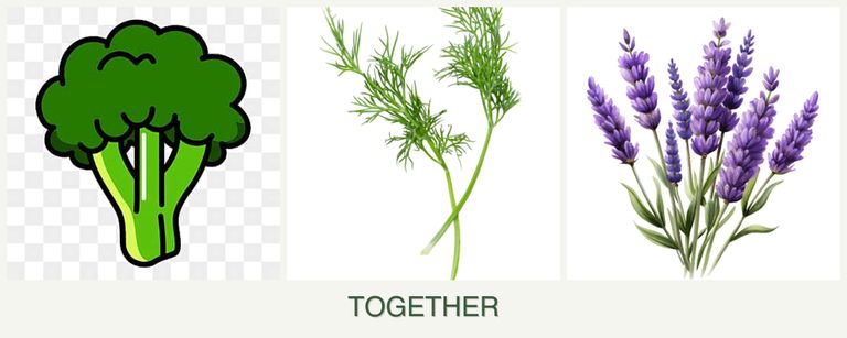 Can you plant broccoli, dill and lavender together?